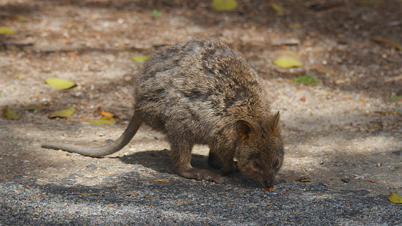Quokka, Rottnest Island, November 2013
