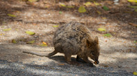 Quokka, Rottnest Island, November 2013