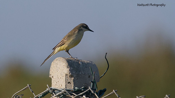 Yellow Wagtail, Larnaca Sewage works 2014