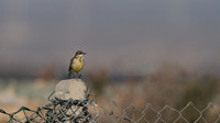 Yellow Wagtail, Larnaca Sewage works 2014