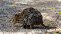 Quokka, Rottnest Island, November 2013