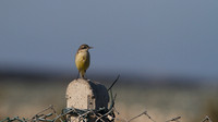 Yellow Wagtail, Larnaca Sewage works 2014