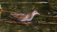 Baillons Crake