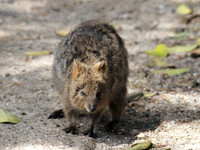 Quokka, Rottnest Island, November 2013