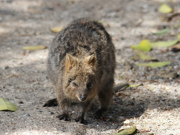 Quokka, Rottnest Island, November 2013