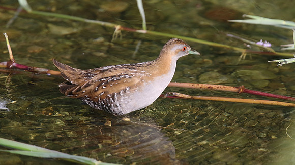 Baillons Crake, Germasogeia Dam, Cyprus, May 2016
