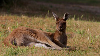 Western Grey Kangaroo, Perth, November 2013