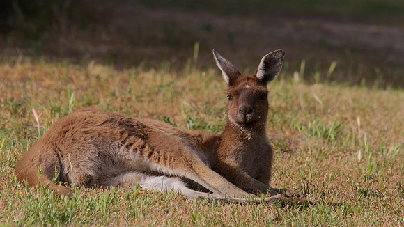 Western Grey Kangaroo, Perth, November 2013