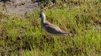 Bar-tailed Godwit Cairns 2013