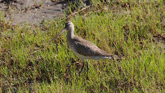 Bar-tailed Godwit Cairns 2013