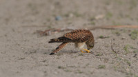 Kestrel, Larnaca Salt Lake, 2014