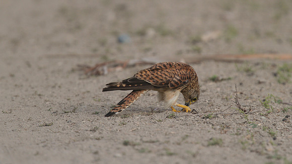 Kestrel, Larnaca Salt Lake, 2014