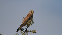 Kestrel, Larnaca Salt Lake, 2014