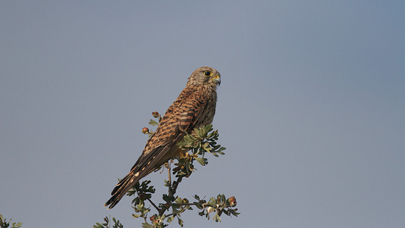 Kestrel, Larnaca Salt Lake, 2014