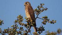 Kestrel, Larnaca Salt Lake, 2014