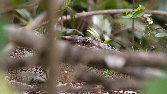 Estuarine Crocodile, Daintree, November 2013