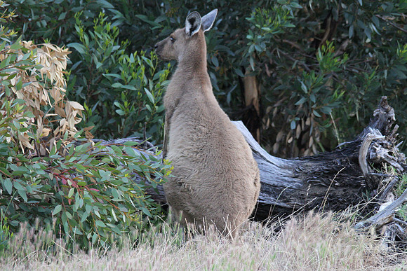 Western Grey Kangaroo, Perth, November 2013