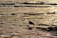Bar-tailed Godwit Cairns 2013