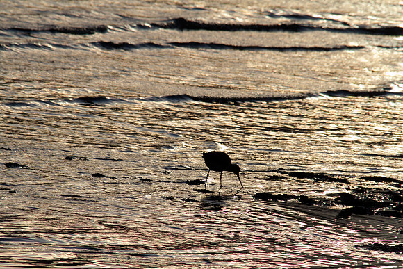 Bar-tailed Godwit Cairns 2013