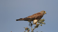 Kestrel, Larnaca Salt Lake, 2014