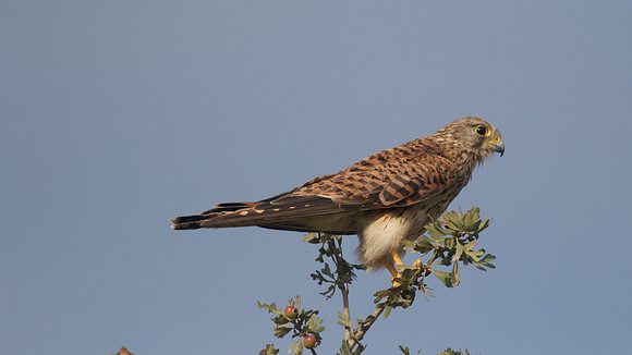 Kestrel, Larnaca Salt Lake, 2014