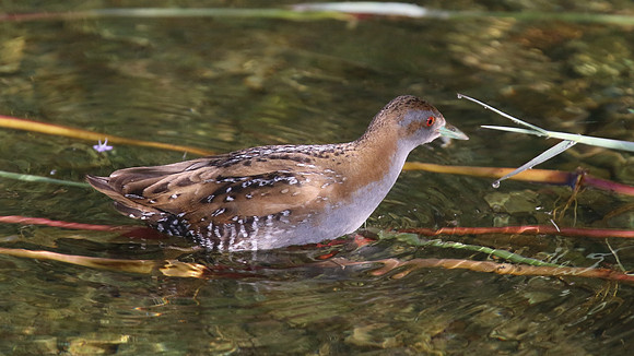 Baillons Crake, Germasogeia Dam, Cyprus, May 2016