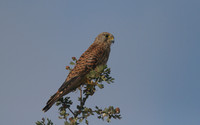 Kestrel, Larnaca Salt Lake, 2014