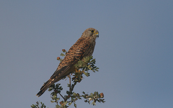 Kestrel, Larnaca Salt Lake, 2014