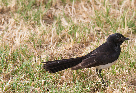 Wiily Wagtail, Perth November 2013
