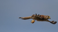 Kestrel, Larnaca Salt Lake, 2014