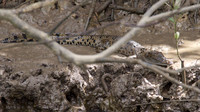 Estuarine Crocodile