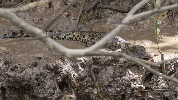 Estuarine Crocodile, Daintree, November 2013