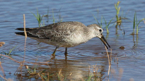 Knot, Logoa dos Salgados, Portugal, September 2015