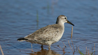 Knot, Logoa dos Salgados, Portugal, September 2015