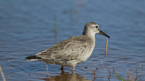 Knot, Logoa dos Salgados, Portugal, September 2015