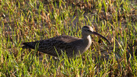 Whimbrel
