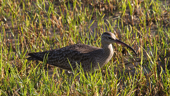 Whimbrel, Cairns, November 2013