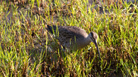 Whimbrel, Cairns, November 2013