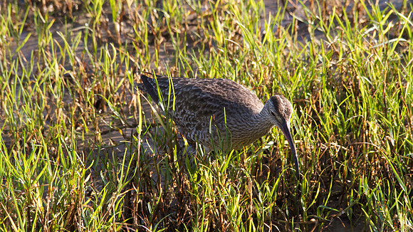Whimbrel, Cairns, November 2013