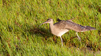 Whimbrel, Cairns, November 2013