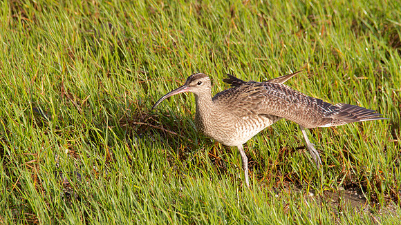 Whimbrel, Cairns, November 2013