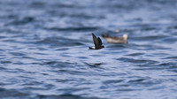 Wilson's Storm Petrel