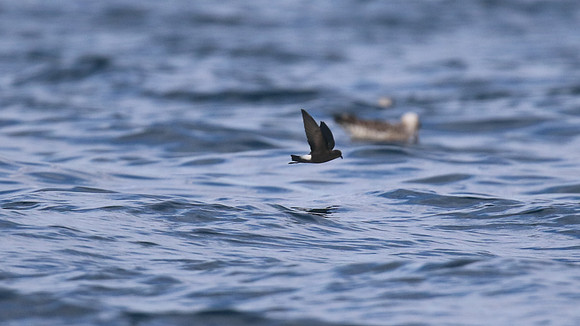 Wilson's Storm Petrel, Fuzeta Pelagic, Portgual, September 2015