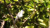 White-bellied Cuckoo Shrike, Cairns, November 2013