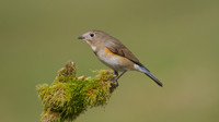 Red flanked Bluetail, Marshfield 2014