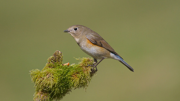 Red flanked Bluetail, Marshfield 2014