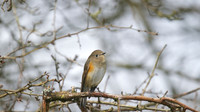 Red flanked Bluetail, Marshfield 2014