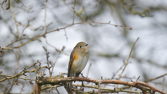Red flanked Bluetail, Marshfield 2014