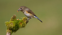 Red flanked Bluetail, Marshfield 2014