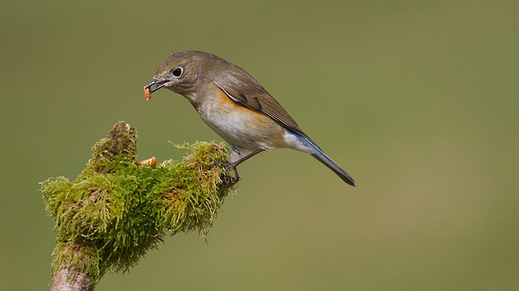 Red flanked Bluetail, Marshfield 2014